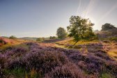 Fotobehang Heide op de Posbank 450 x 260 cm - € 295,--