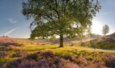 Fotobehang Heide op de Posbank 250 x 260 cm