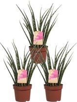 Sanseveria