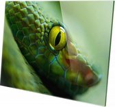 Slang close-up | 150 x 100 CM | Wanddecoratie | Dieren op plexiglas | Schilderij | Plexiglas | Schilderij op plexiglas