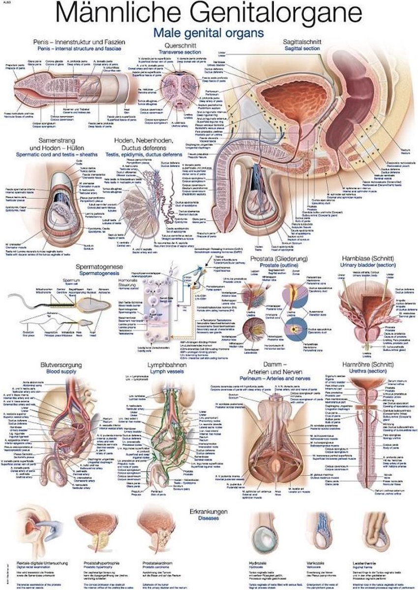 Het menselijk lichaam - anatomie poster mannelijke geslachtsorganen (Duits/Engels/Latijn, papier, 50x70 cm) + ophangsysteem