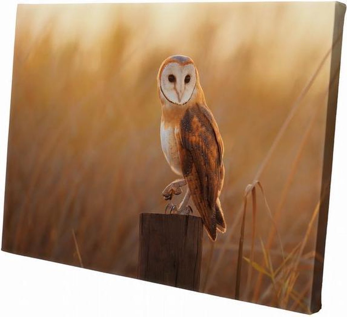 Uil | 30 x 20 CM | Wanddecoratie | Dieren op canvas | Schilderij | Canvasdoek | Schilderij op canvas