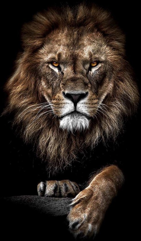 Leeuw op Canvas - WallCatcher | Staand 40 x 60 cm | Lion King op Canvasdoek