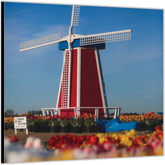 Dibond –Rode Molen tussen Tulpen-80x80 Foto op Aluminium (Met ophang)