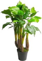 Anthurium Avanti | Kunstplant | Groen/Bruin | 120cm