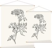 Sium Suave zwart-wit Schets (Water Parsnip) - Foto op Textielposter - 45 x 60 cm