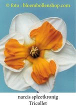 narcis Tricollet 15 bollen maat 12/14 - splitnarcis - spleetkronig