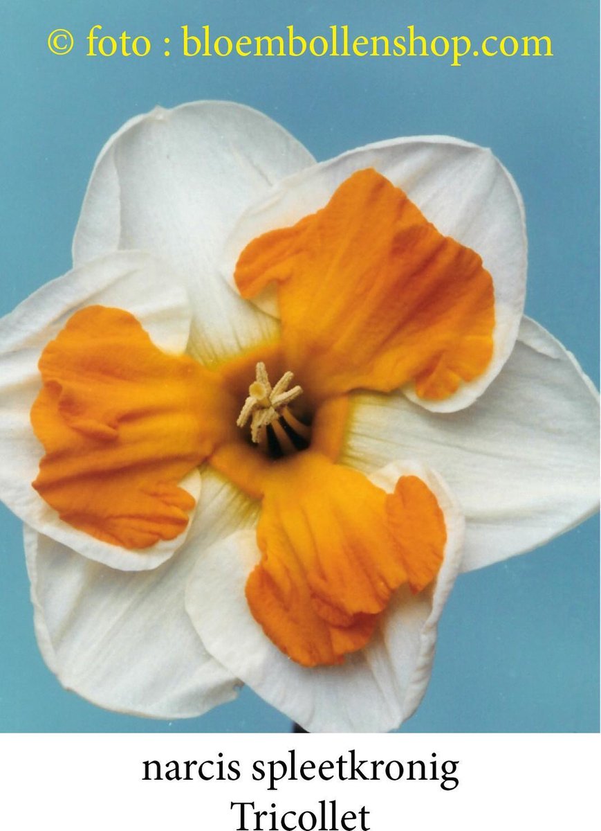 narcis Tricollet 15 bollen maat 12/14 - splitnarcis - spleetkronig