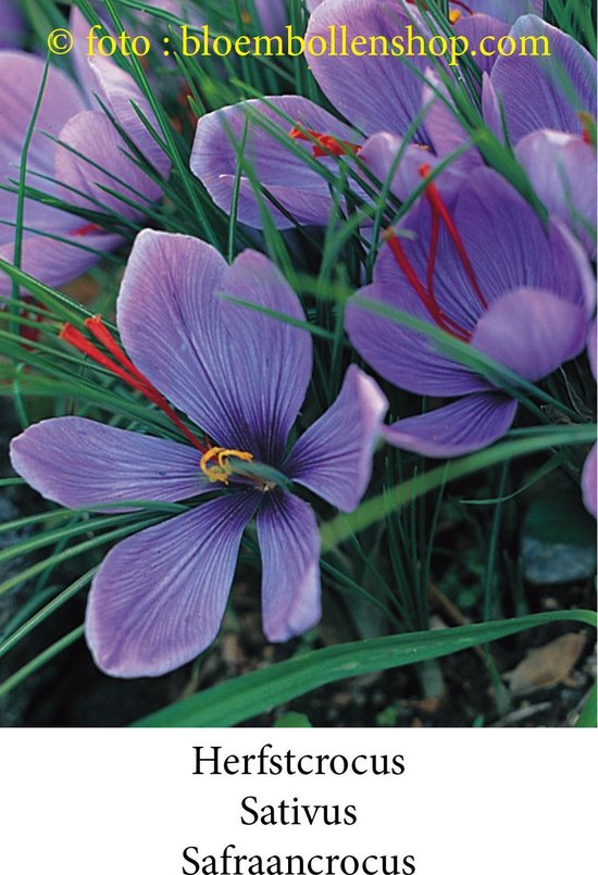 Paarse herfstcrocus bloemen met rode stampers in het midden en groen gras.