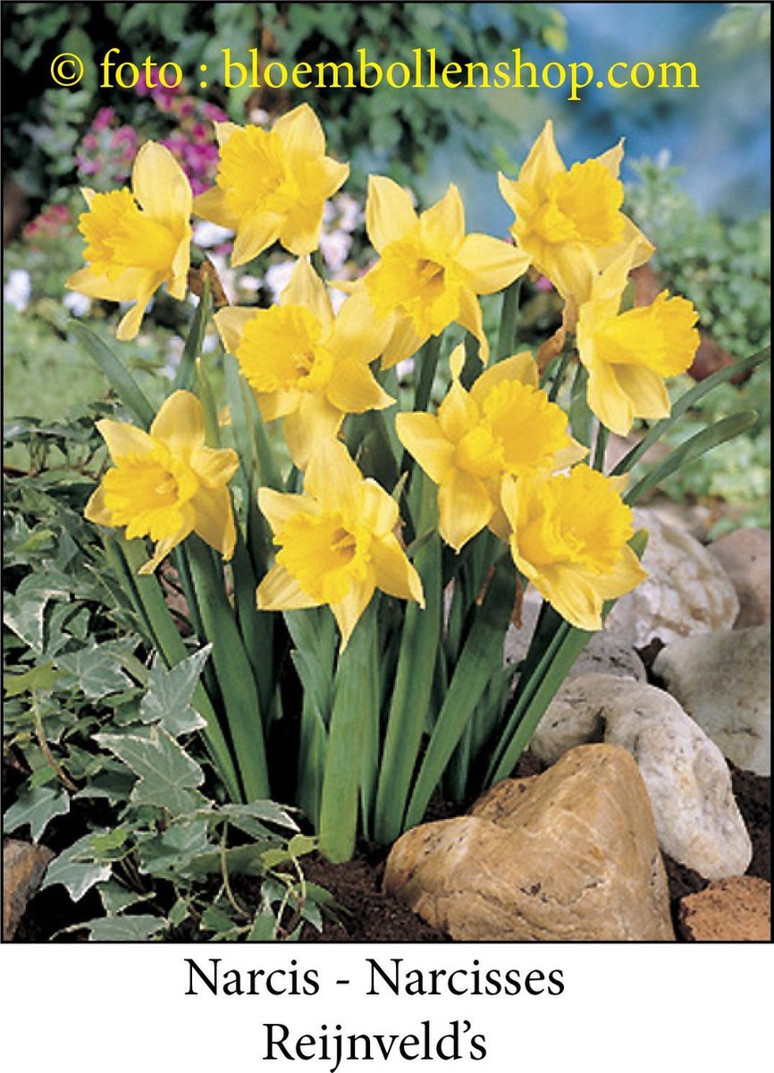 narcis Reijnveld's Early Sensation 25 bollen maat 12/+  botanische narcis bloembollen