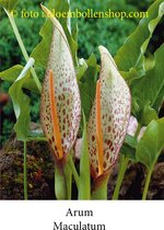 arum Maculatum 5 bollen maat 1