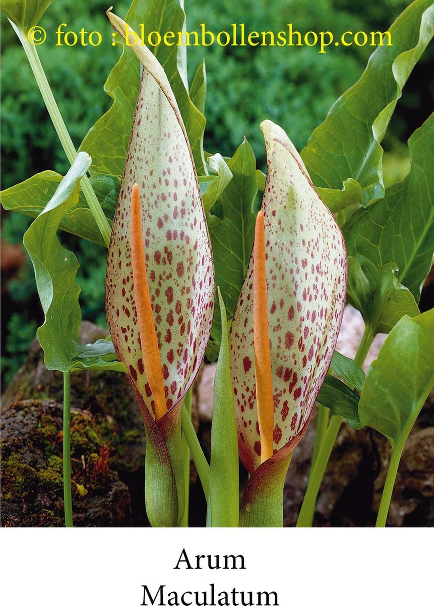 arum Maculatum 5 bollen maat 1