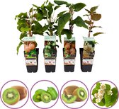 Kiwi fruitplanten mix - set van 4 verschillende kiwi's - hoogte 50-60 cm