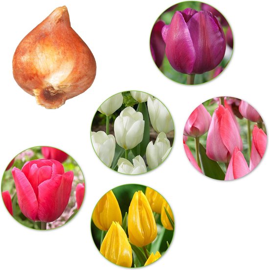 50x Bollenmix Tulipa - Tulpenbollen - Gemengde kleuren - 50 bloembollen |  bol.com