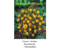 crocus - krokus Fuscotinctus 50 bollen maat 6/+ bloembollen