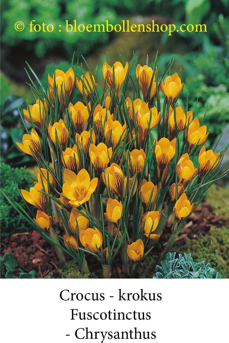 crocus - krokus Fuscotinctus 50 bollen maat 6/+ bloembollen