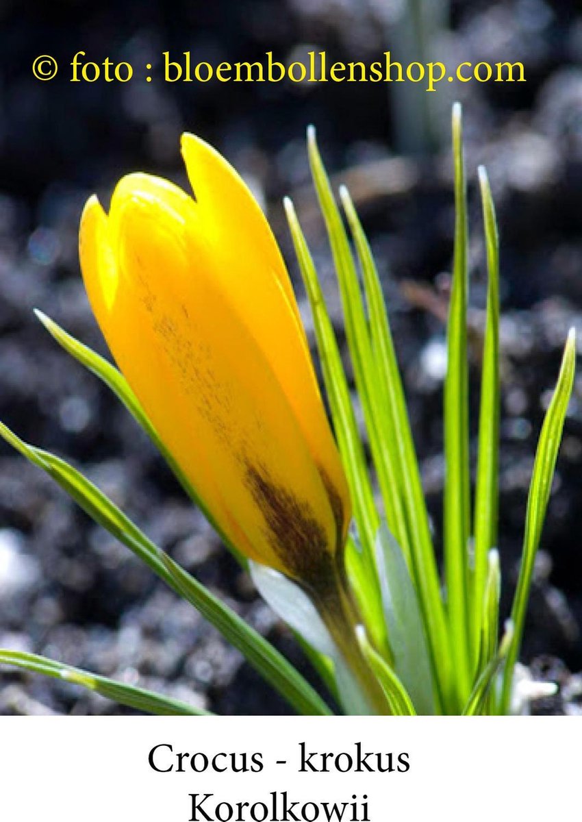 crocus - krokus Korolkowii 50 bollen maat 6/+