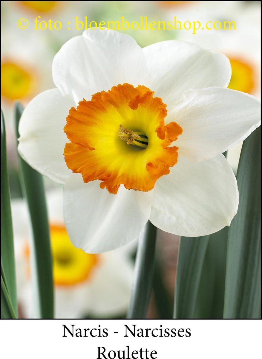 narcis Roulette 20 bollen maat 12/14 trompetnarcis