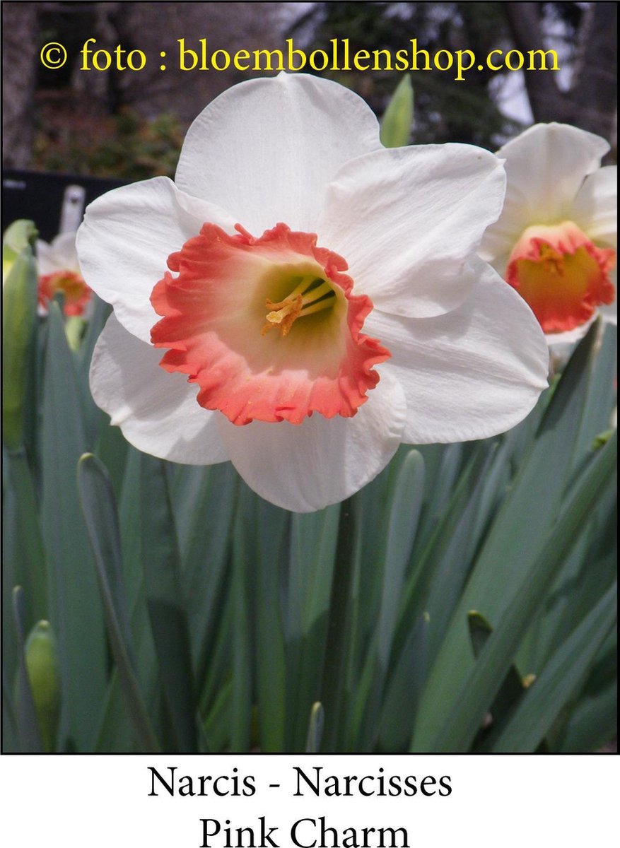 narcis Pink Charm 20 bollen maat 13/+ trompetnarcis