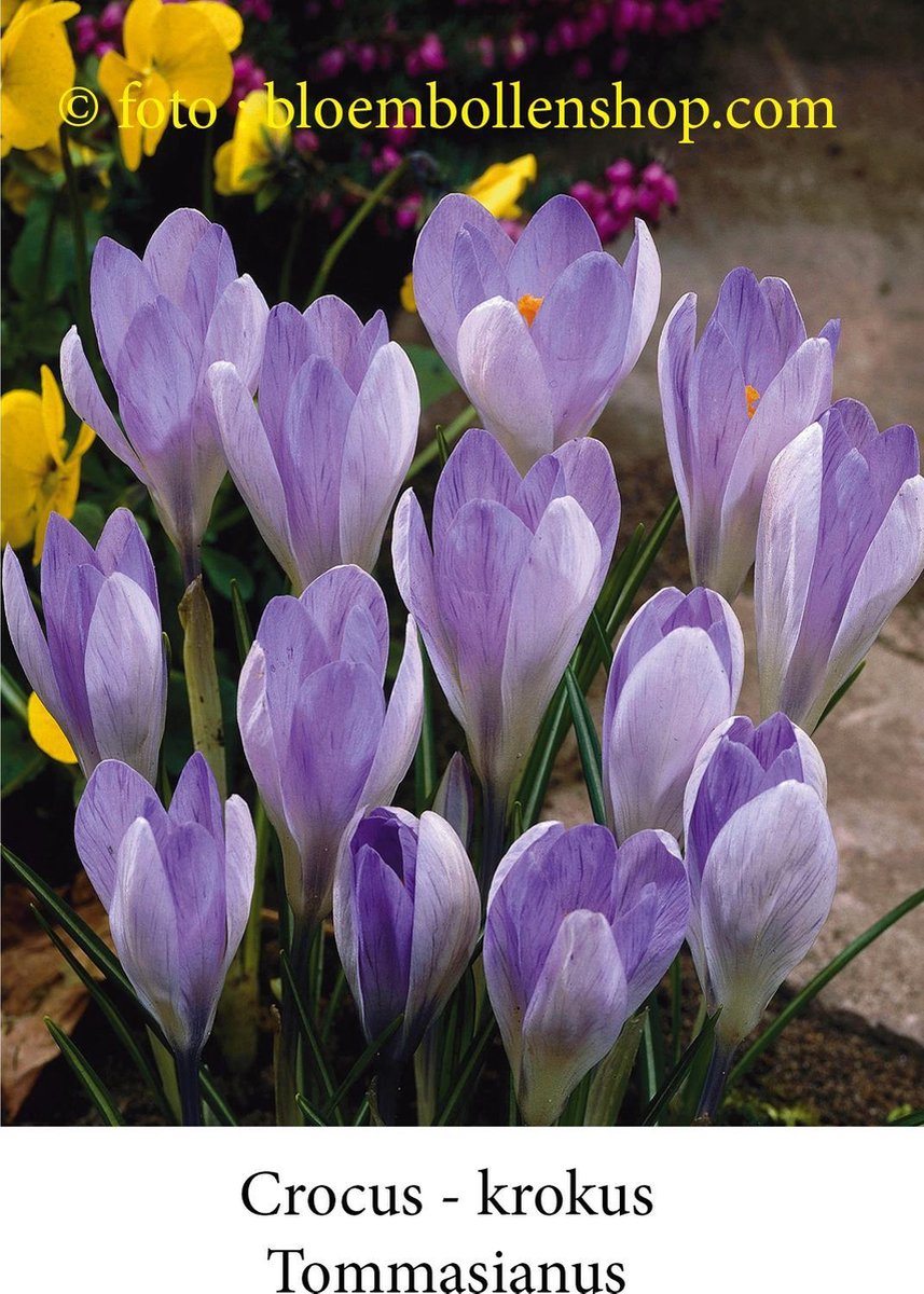 crocus - krokus Tommasianus 50 bollen maat 6/+