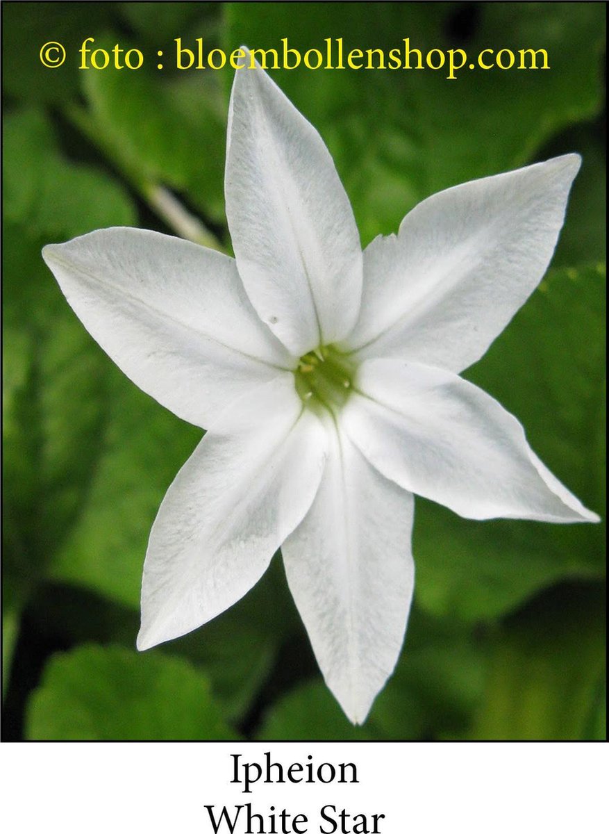 ipheion White Star 50 bollen maat 4/+