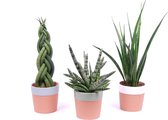 Bomen van Botanicly – 3 × Vrouwentongen – Hoogte: 35 cm – Sansevieria