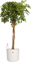 Vingersboom in ® ELHO b.for soft sierpot