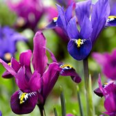 30x Iris 'Fraternal Twins' - Iris bollenmix - Paars- Vaste plant - 30 bloembollen Ø ca. 7cm