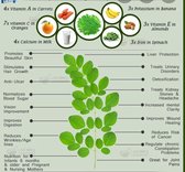 Moringa seeds