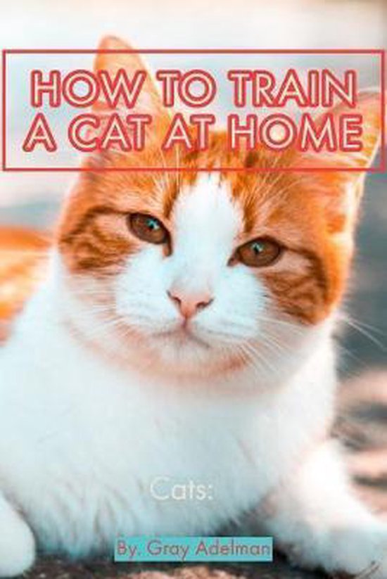 Cats HOW TO TRAIN A CAT AT HOME Cat Training How to Train Your Cat