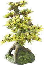 Auqa Della Bonsai medio sort - 15CM