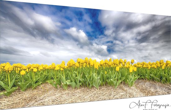 Schilderij op Canvas Tulpen Geel in het veld met Hollandse wolken (150x70cm)