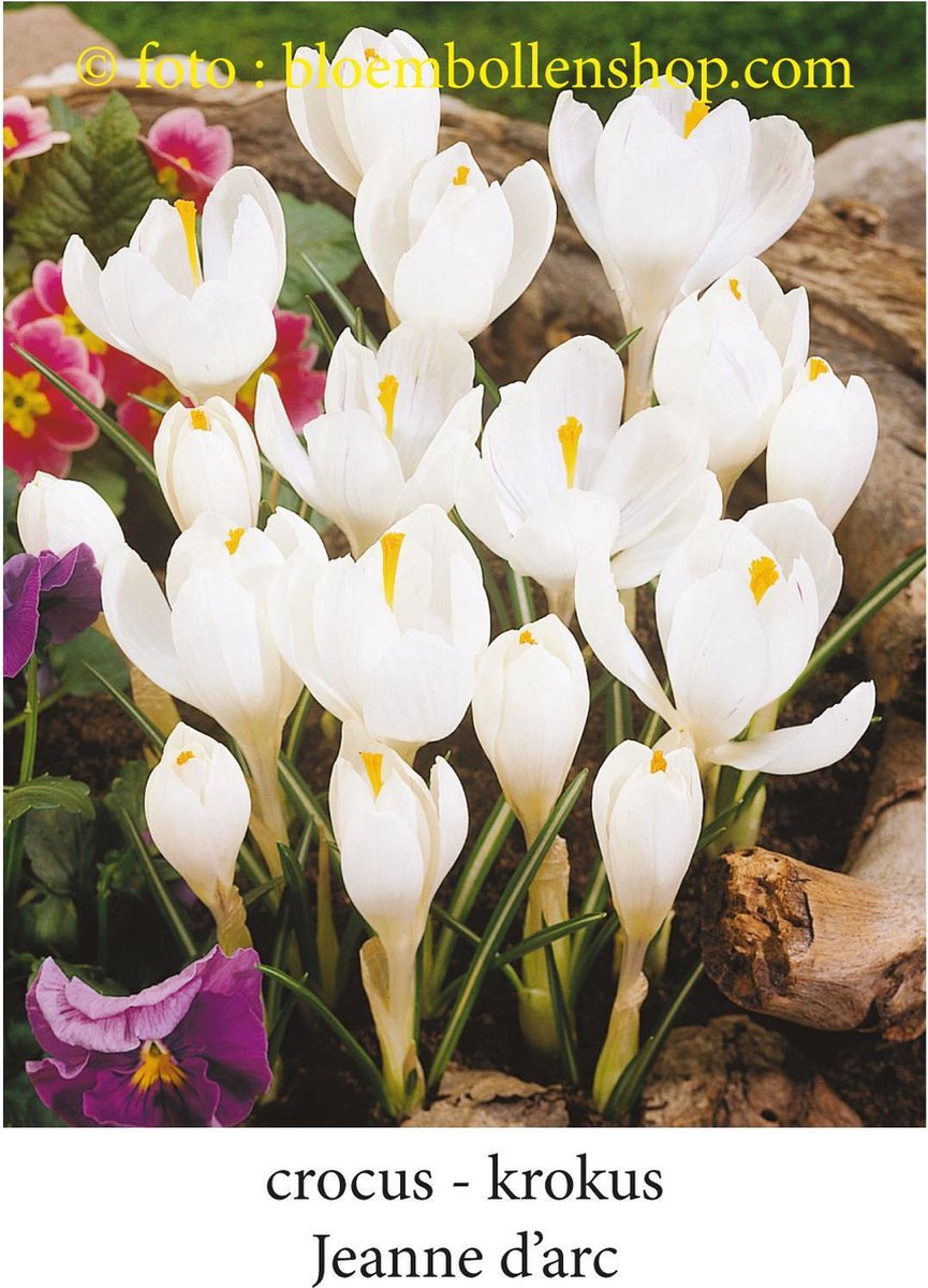 krokus - crocus Jeanne d'Arc 50 bollen maat 8/+