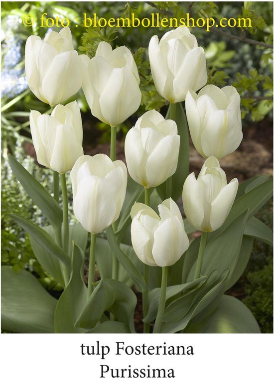 tulipe Purissima - Empereur blanc 25 bulbes calibre 12 / + | bol.com