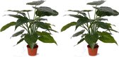 Set van 2x stuks kunstplanten alocasia olifantsoor groen 51 cm - Groene huis of kantoor nepplanten