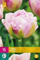 Tulp 'Finola' - set van 15 stuks