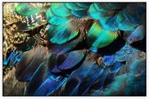 Kleurrijke veren van een blauwe pauw - Foto op Akoestisch paneel - 120 x 80 cm