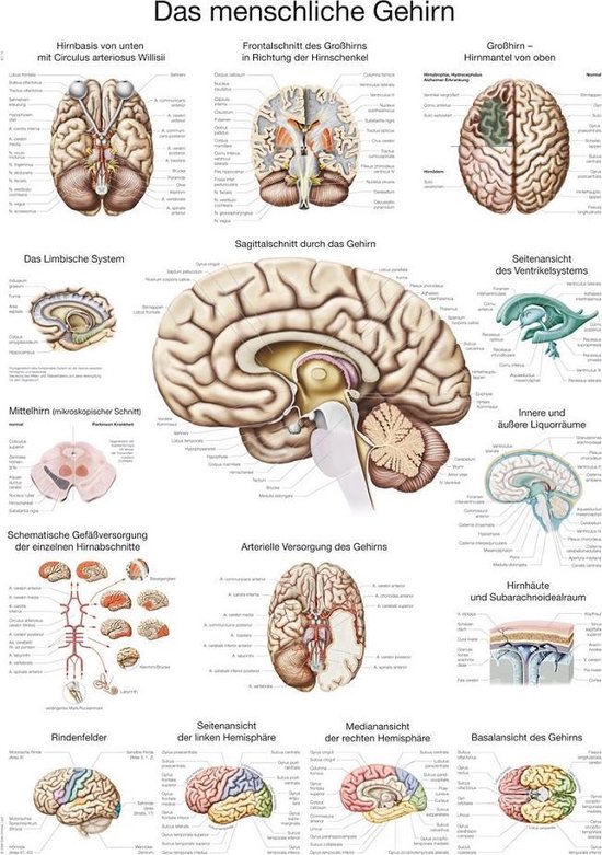 Het menselijk lichaam - anatomie poster hersenen (papier, 50x70 cm) + ophangsysteem
