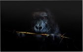 Gorilla met bamboe op zwarte achtergrond - Foto op Forex - 150 x 100 cm