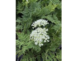 6 x Myrrhis odorata - Roomse Kervel - P9 Pot (9 x 9cm) - Dima Vaste Planten