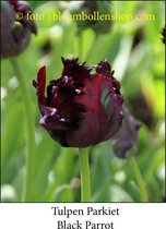 tulp Black Parrot 25 bollen maat 12/+ tulpen bloembollen- parkiet tulpen