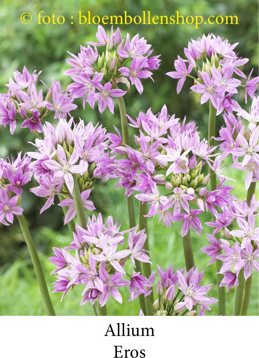 allium Eros  25 bollen maat 5/+ sierui