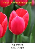 tulp Rosy Delight 25 bollen maat 12/+ tulpen bloembollen