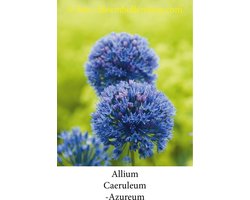 allium Caeruleum Azureum 50 bollen maat 5/+