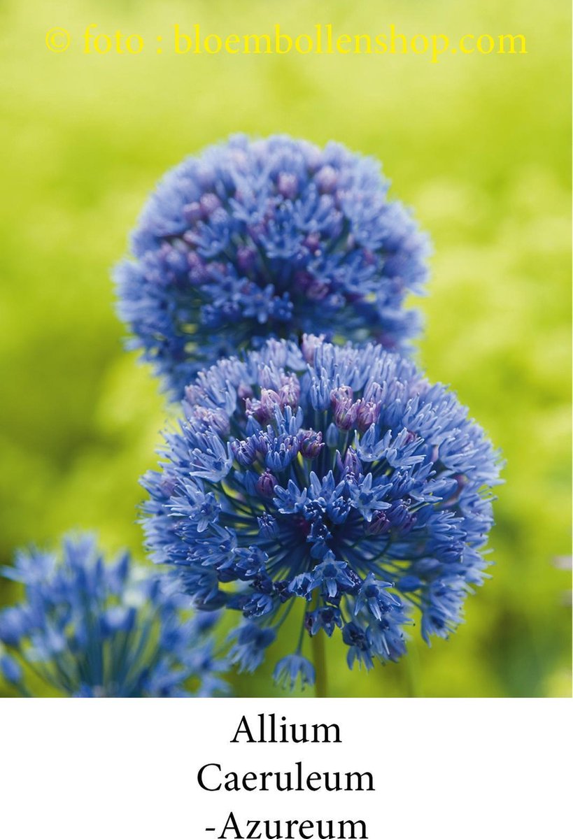 allium Caeruleum Azureum 50 bollen maat 5/+