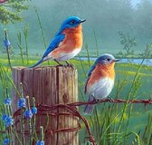 Diamond painting vogeltjes, 25x25 cm, full painting, vierkante steentjes