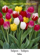 tulp Thriumph Mix 25 bolen maat 12/+ tulpen - bloembollen- tulpenbollen