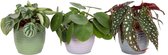 Trio Begonia maculata, Pilea peperomioides en Peperomia Argyreia(Trio Begonia maculata, Pilea peperomioides en Peperomia Argyreia)