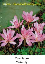 colchicum Waterlily 3 bollen maat 13/+