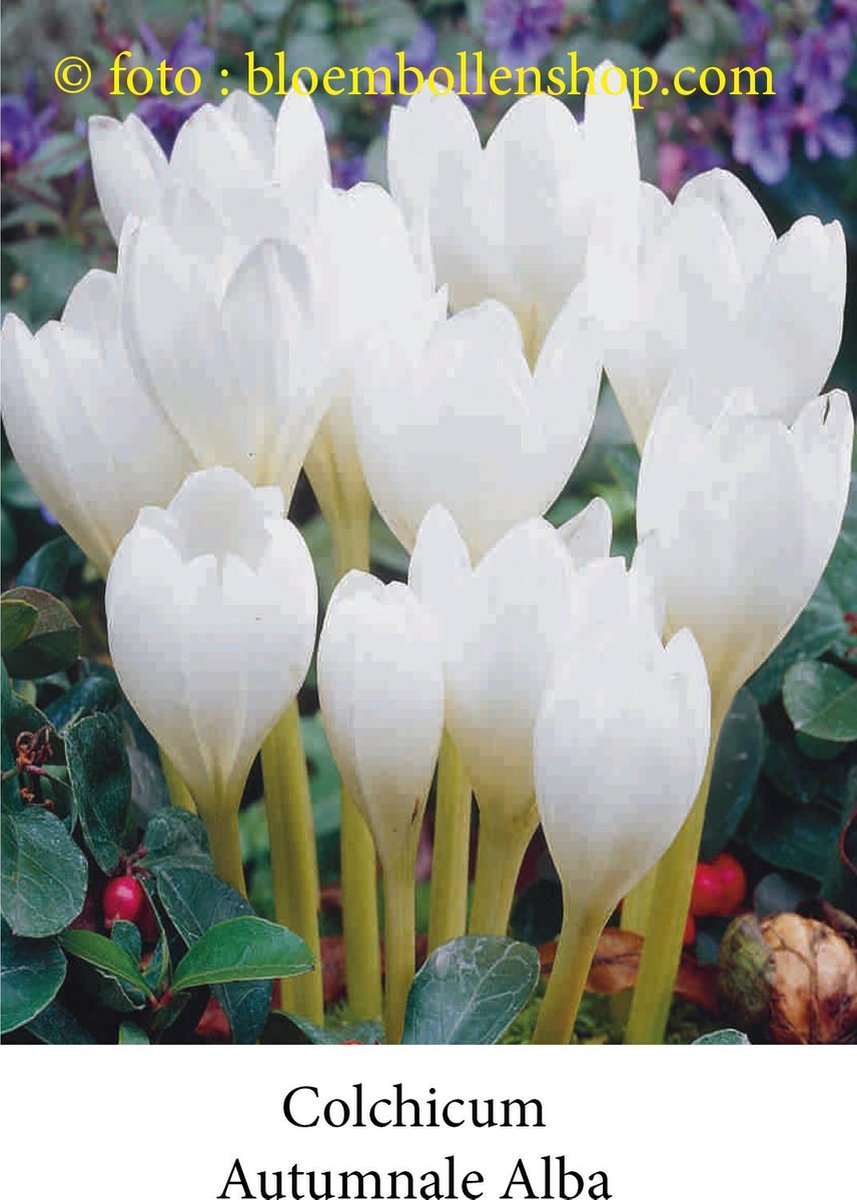 colchicum Autumnale Alba 3 bollen maat 13/+